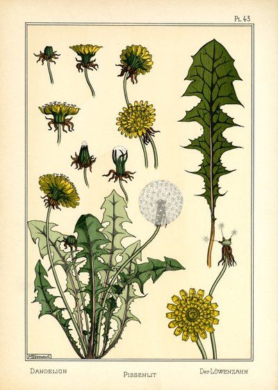 El diente de león (litografía en color) de Maurice Pillard Verneuil