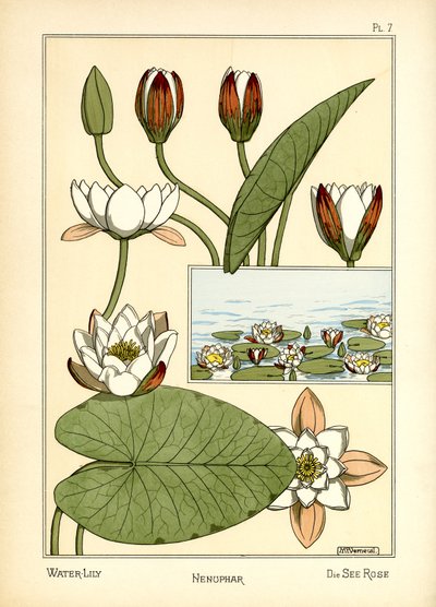 El nenúfar (litografía en color) de Maurice Pillard Verneuil