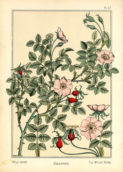La rosa salvaje (litografía en color) de Maurice Pillard Verneuil