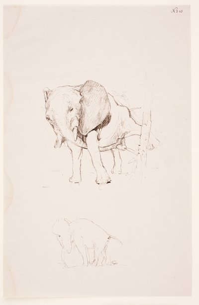 "Weg der Befleckung" - Elefante defecando. 2 estudios de Max Klinger