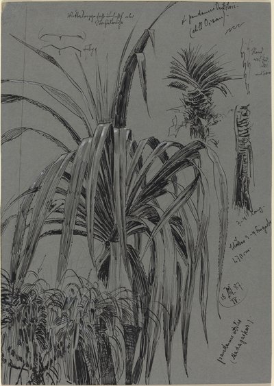 Estudios de pandanos de Madagascar de Max Seliger