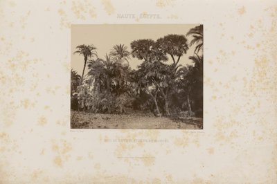 Bosques de palmeras Daltiers y Doums de Maxime Du Camp