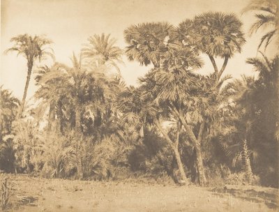 Bosque de datileras y doums, en Hamarneh, 1849-50 de Maxime Du Camp