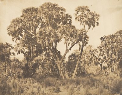 Palmeras Doums en Hamarneh de Maxime Du Camp