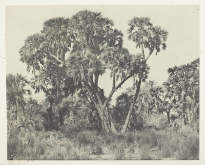Palmeras Doums, Alto Egipto de Maxime Du Camp