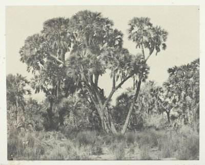 Palmiers Doums, Alto Egipto, 1849-51, impreso en 1852 de Maxime Du Camp