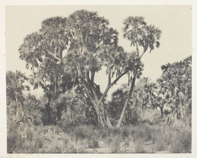 Palmeras Doums, Alto Egipto de Maxime Du Camp