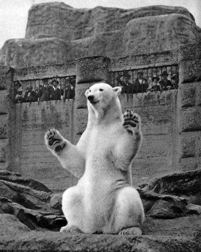 Oso polar en la Terraza Mappin en el Zoológico de Londres de McLeish