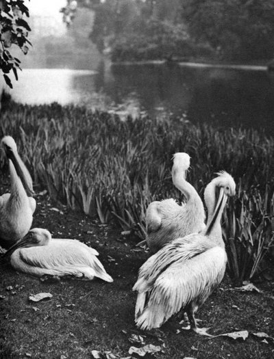 Los pelícanos del parque St James, Londres, 1926-1927 de McLeish
