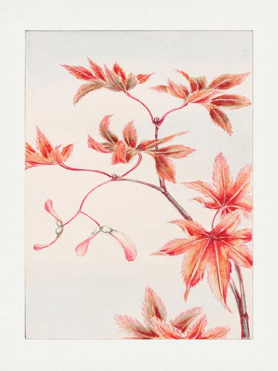 Rama de arce momiji con hojas y semillas, entre 1870 y 1880 de Megata Morikaga