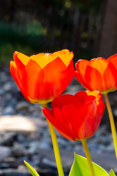 Tulipán brillante de Melanie Hermine Lichterfeld