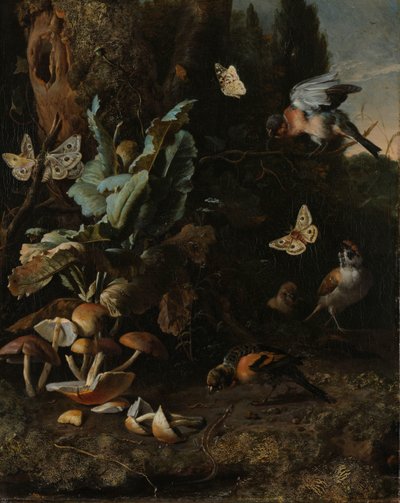 Animales y plantas de Melchior d