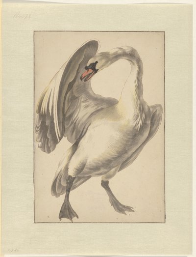 Cisne blanco doméstico de Melchior d