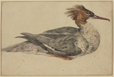 Pato recostado con cresta marrón, pico y patas rojos de Melchior de Hondecoeter
