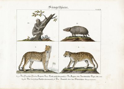Mamíferos exóticos: Grandes felinos, perezosos y armadillos de Meno Haas