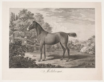 El caballo "Melilcoma" de Meno Haas