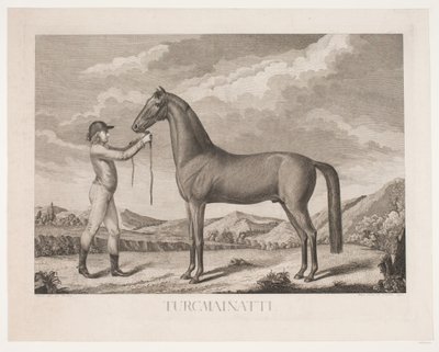 El caballo "Turcmainatti" de Meno Haas