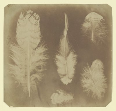 Plumas de pollo, ca. 1840 de Mervyn Herbert Nevil Story Maskelyne
