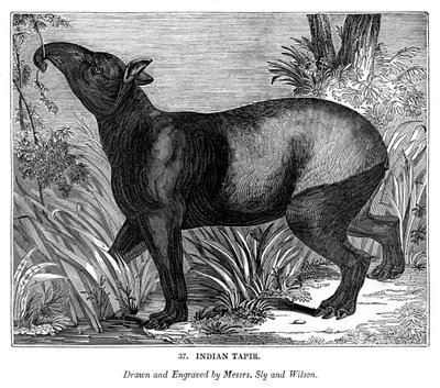 Tapir indio, 1843 de Messrs Sly and Wilson