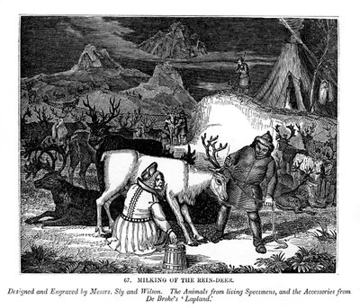 Ordeño del reno, 1843 de Messrs Sly and Wilson
