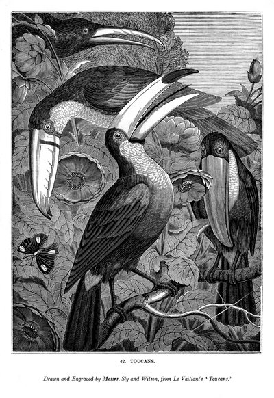 Tucanes, c. 1770-1820 1843 de Messrs Sly and Wilson
