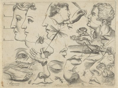 Hoja de estudio con ejemplos de dibujo: cabezas, partes del cuerpo y animales
Ejemplos de dibujos (título de la serie) de Michael Snijders