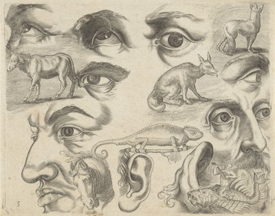 Hoja de estudio con ejemplos de dibujo: ojos, cabezas y animales
Ejemplos de dibujos (título de la serie) de Michael Snijders
