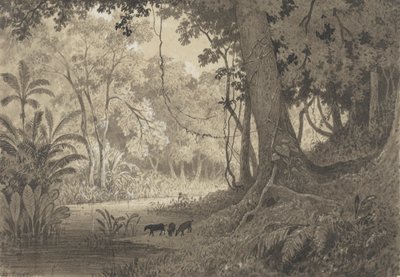 Paisaje forestal cerca de Tamana de Michel Jean Cazabon