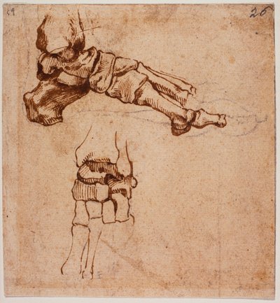 Estudio anatómico del pie de Michelangelo (after) Buonarroti