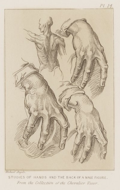 Estudios de manos y la espalda de una figura masculina de Michelangelo (after) Buonarroti