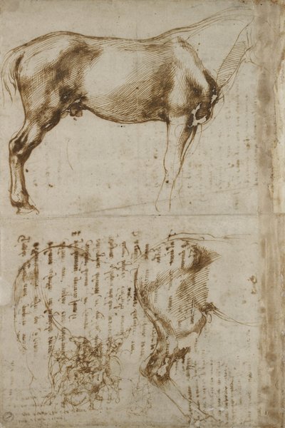 Estudio anatómico de caballo, 1504 de Michelangelo Buonarroti