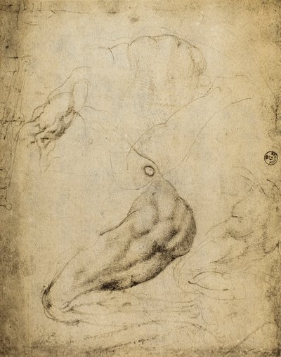 Estudio anatómico de Michelangelo Buonarroti
