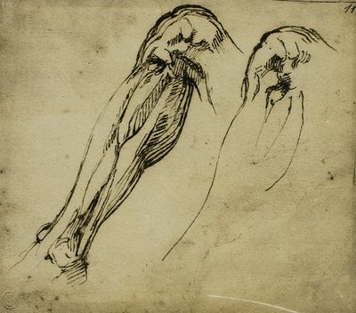 Estudios anatómicos de una pierna de Michelangelo Buonarroti