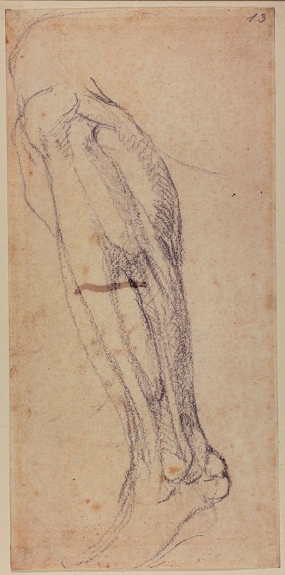 Estudio de la pierna de Michelangelo Buonarroti