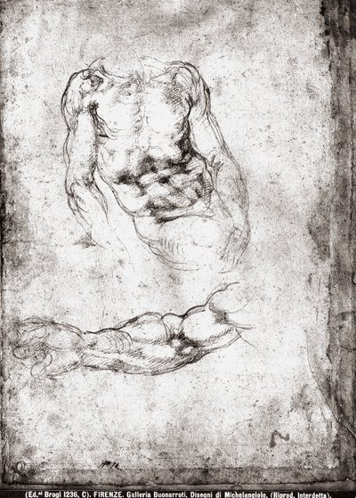 Estudio de un torso y brazo masculino de Michelangelo Buonarroti