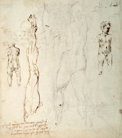 Estudio del Niño Jesús y un dibujo anatómico con notas (tiza negra y tinta marrón sobre papel) (verso) de Michelangelo Buonarroti