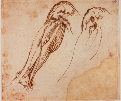 Estudios de dos piernas de Michelangelo Buonarroti