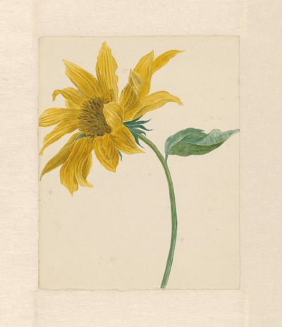 Rama con un girasol de Michiel Van Huysum