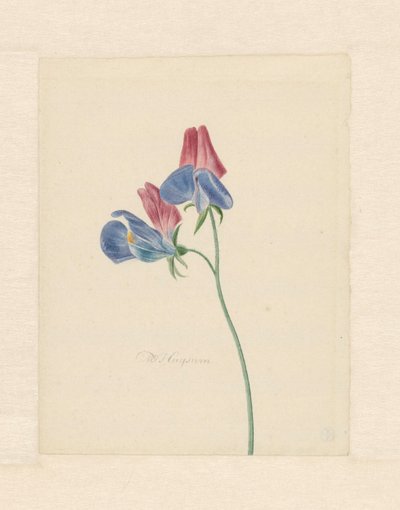 Rama con dos flores de Michiel Van Huysum