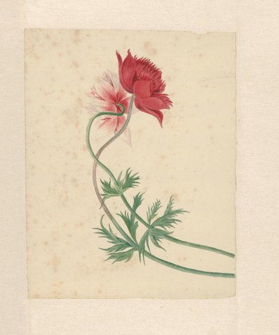 Dos ramas con una flor cada una de Michiel Van Huysum
