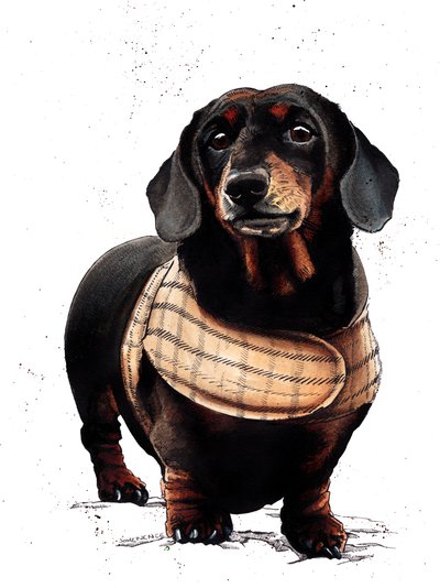 Arthur The Dachshund en Blanco, 2019 de Mike Davis