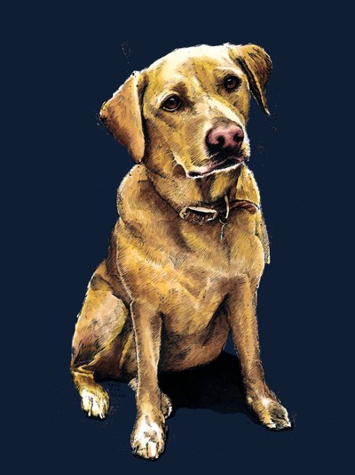 Daisy The Labrador en Midnight Blue, 2020 de Mike Davis