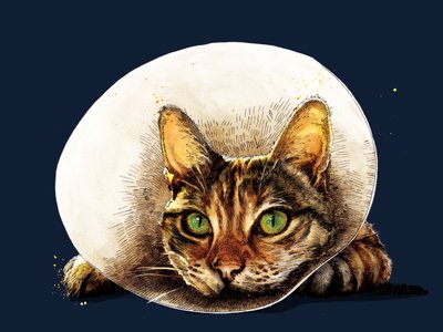 Gato de bienestar en azul noche, 2020 de Mike Davis