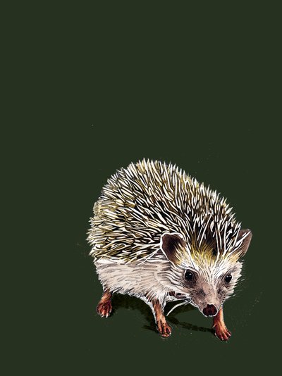 Kimchi The Hedgehog en Forest Green, 2020 de Mike Davis