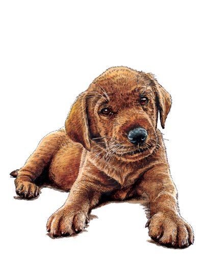 Marge The Puppy en blanco, 2021 de Mike Davis