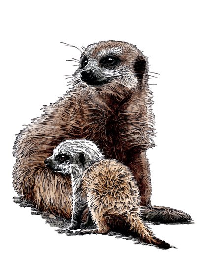 Nueva cría de suricata en blanco, 2020 de Mike Davis