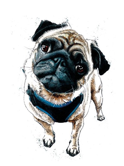 Teddy The Pug en Blanco, 2019 de Mike Davis