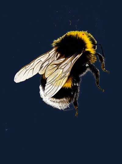 La abeja en el azul noche, 2020 de Mike Davis
