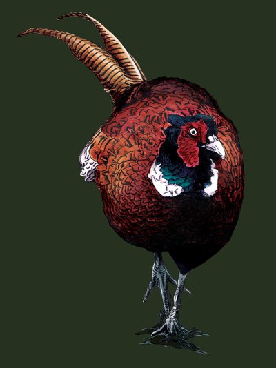 El faisán común en Forest Green, 2022 de Mike Davis