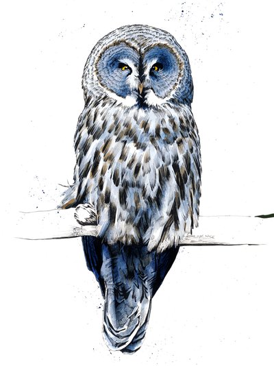 El Gran Búho Gris en Blanco, 2019 de Mike Davis